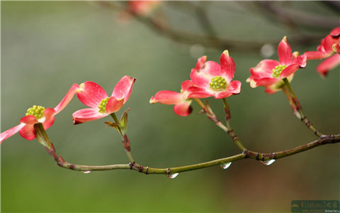 雨后小红花