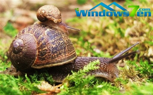 微软推出Windows7 RSS动态主题《动物》