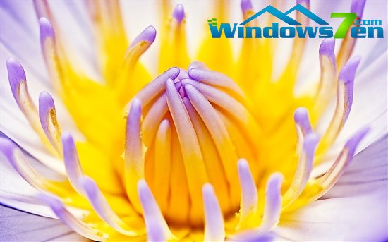 微软新推三款精美Windows 7主题