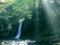 Sunlight Streaming Through trees --- Image by ?? Dex Image/Corbis